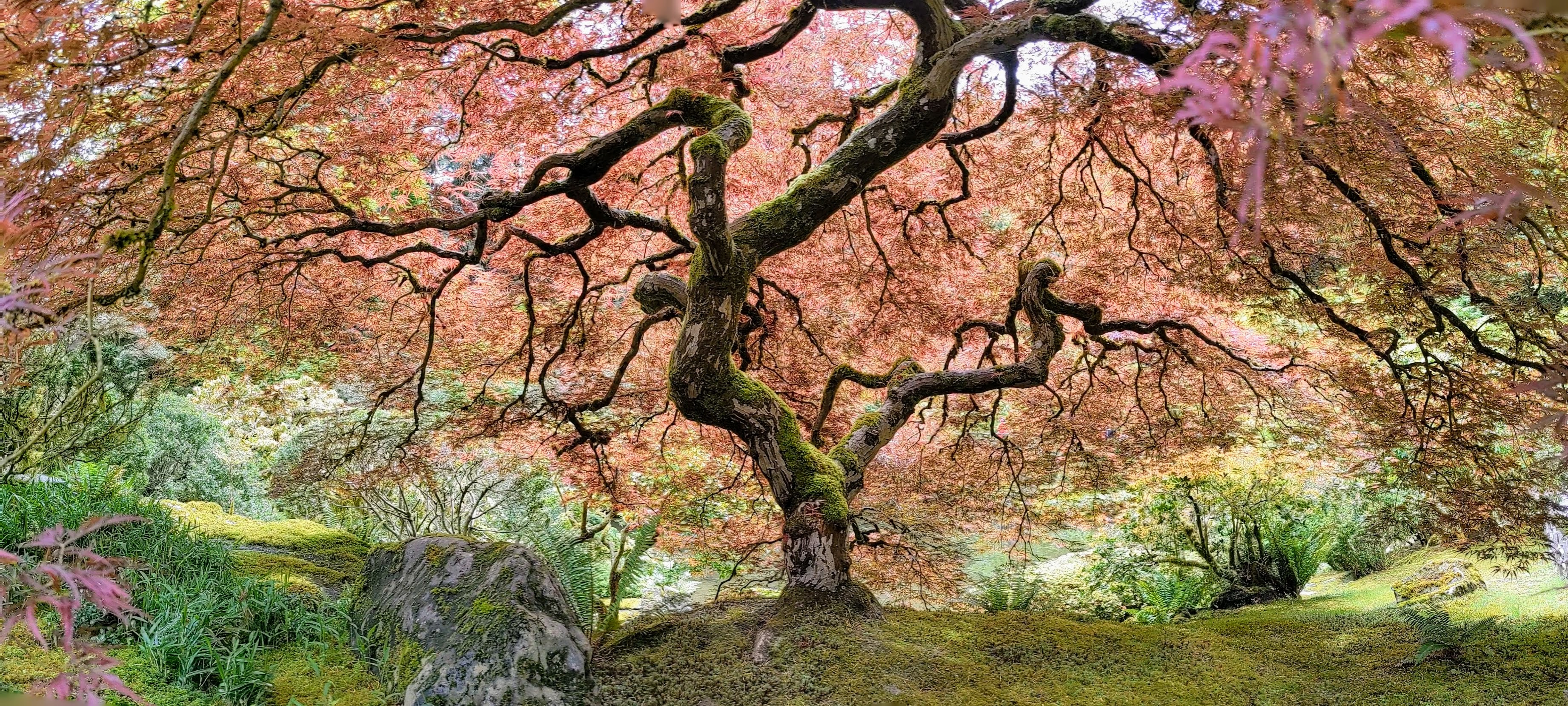 Japanese Maple Tree